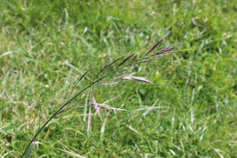 Roadside Brome photo 6