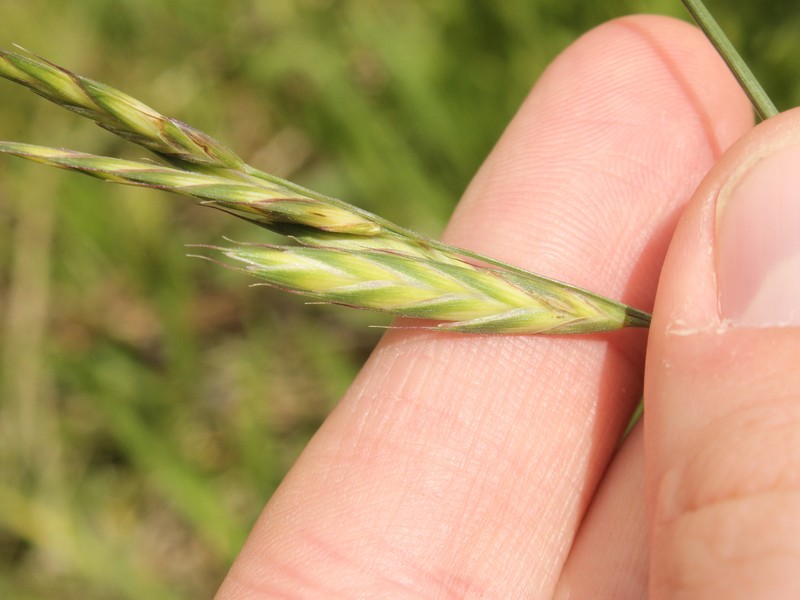 Roadside Brome photo 7