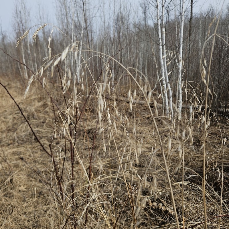 Fringed Brome photo 2