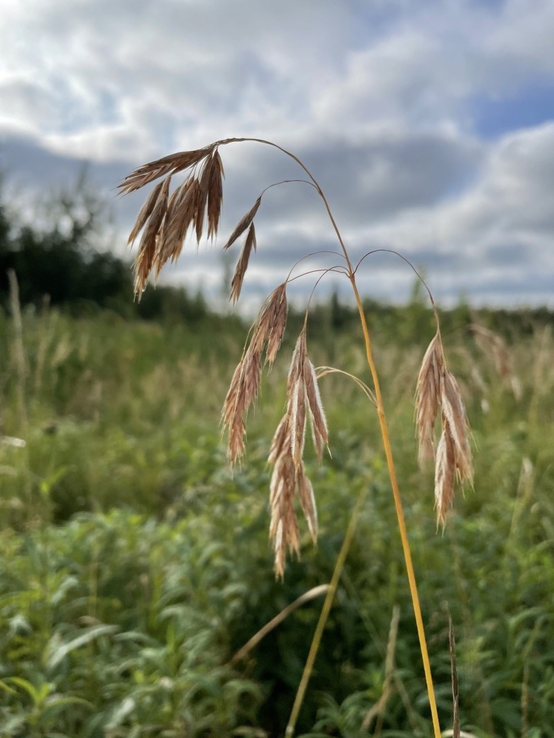 Fringed Brome photo 3