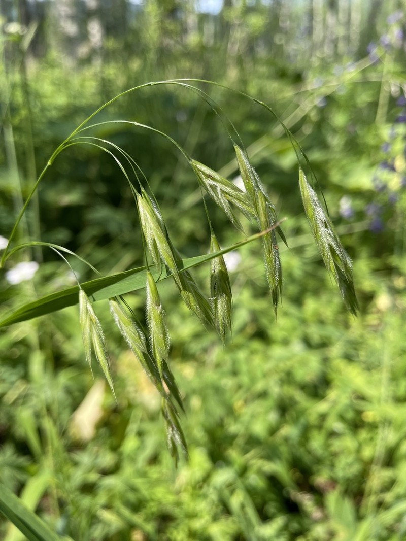 Fringed Brome photo 4