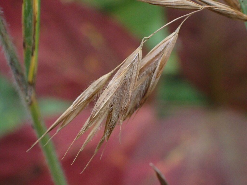 Fringed Brome photo 5