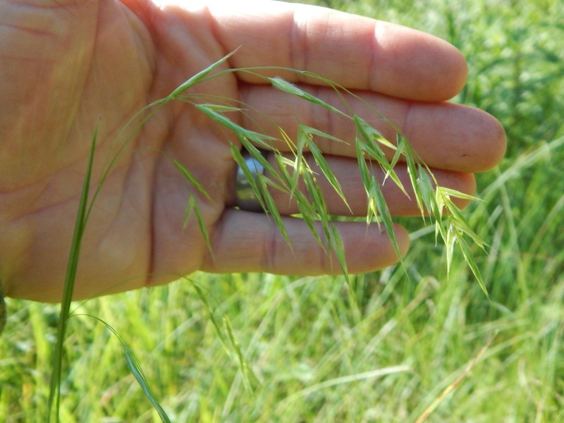 Fringed Brome photo 6