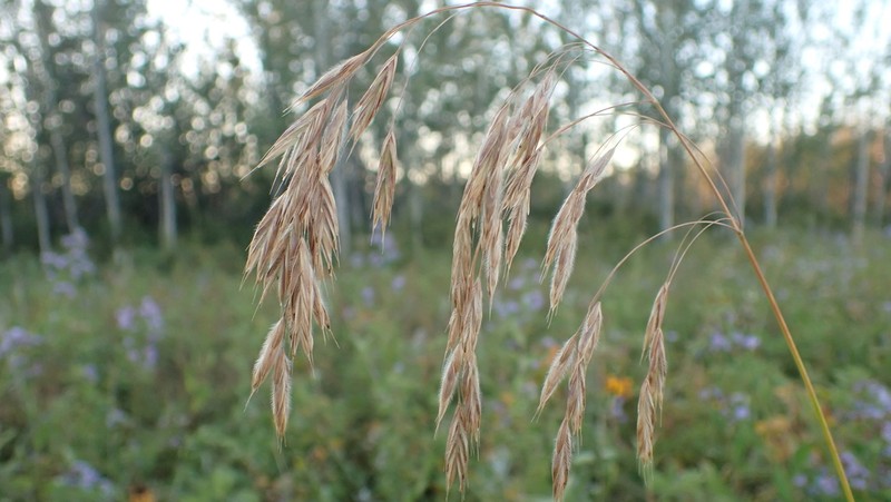 Fringed Brome photo 7