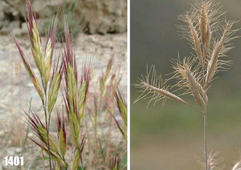 Bromus pseudodanthoniae