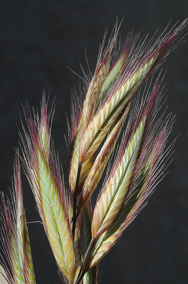 Oat Brome photo 4