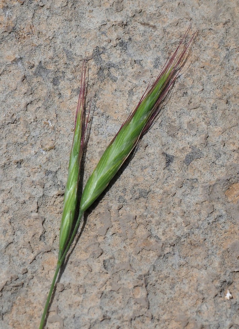 Oat Brome photo 5