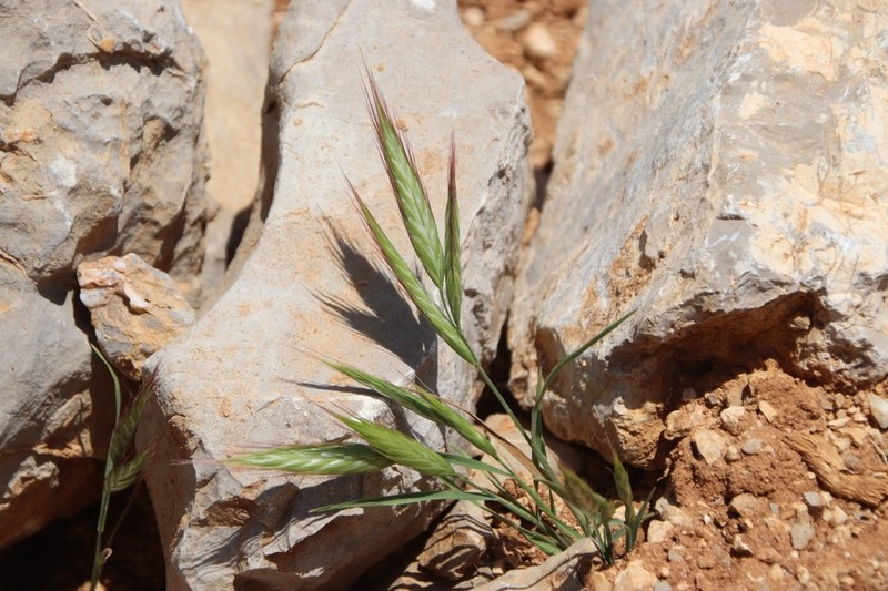 Bromus pseudodanthoniae photo 3