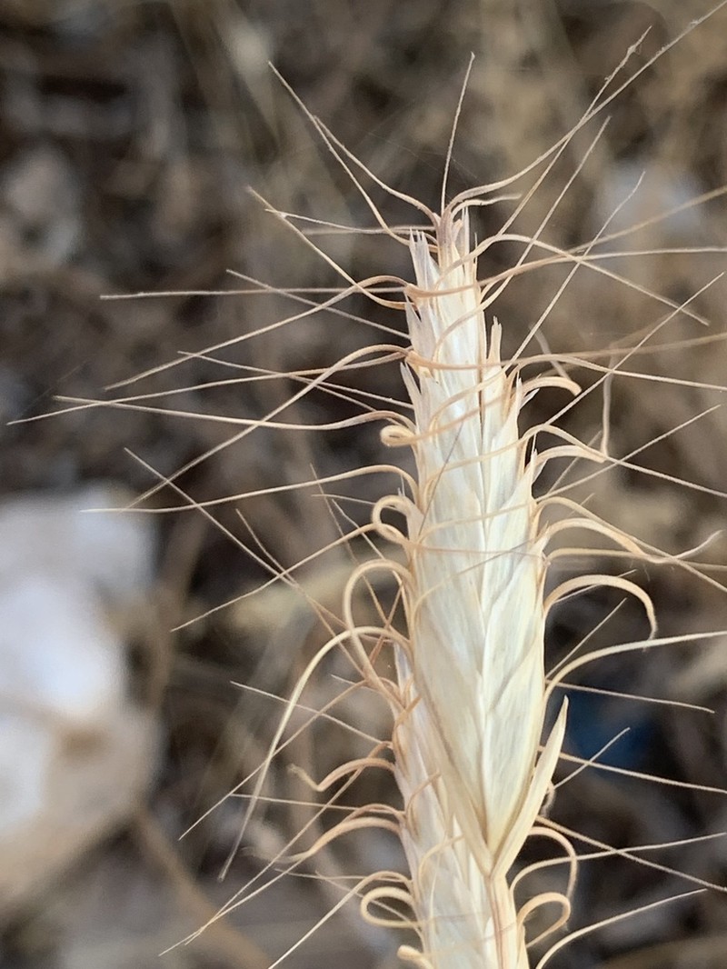 Bromus pseudodanthoniae photo 4