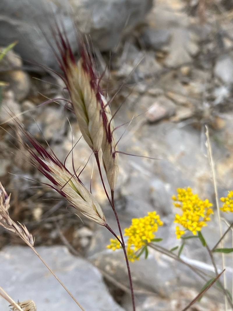Bromus pseudodanthoniae photo 7