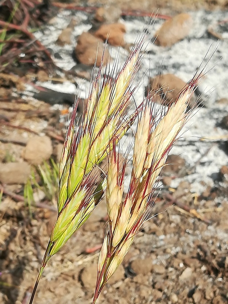 Bromus pseudodanthoniae photo 8