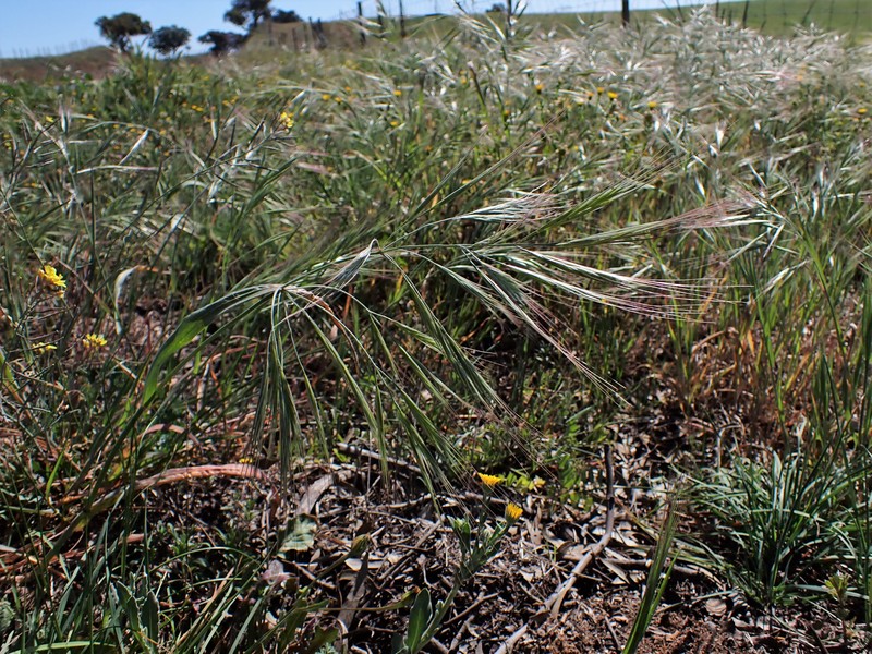 Ripgut Brome photo 2