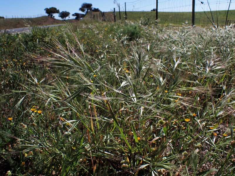 Ripgut Brome photo 3