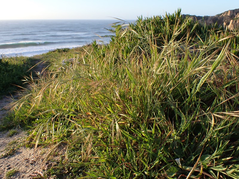 Ripgut Brome photo 4