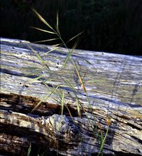 Ripgut Brome