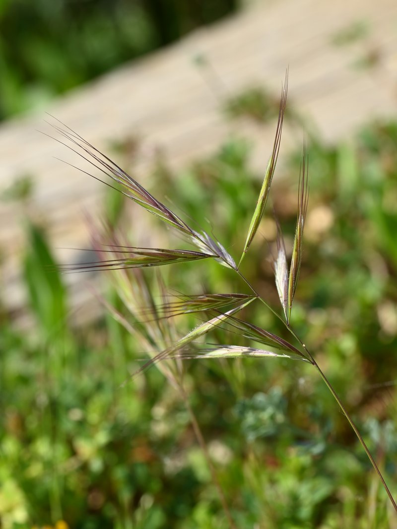 Ripgut Brome photo 5