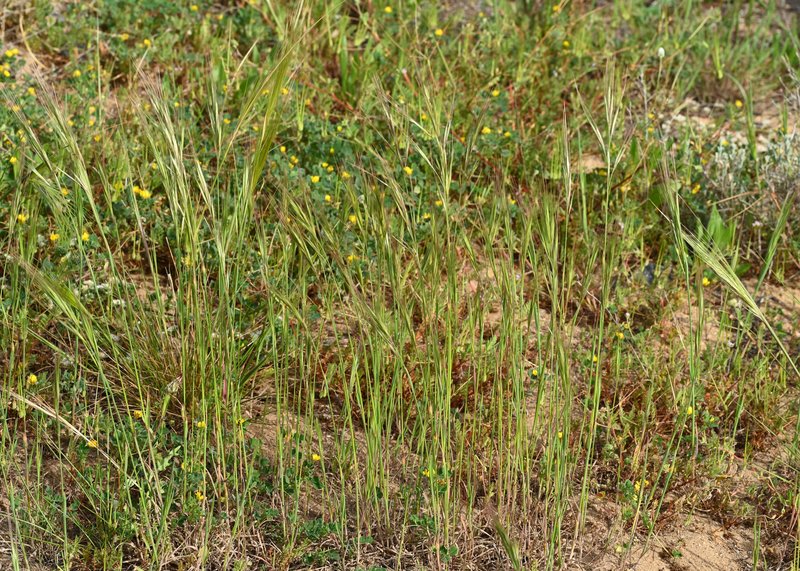 Ripgut Brome photo 6