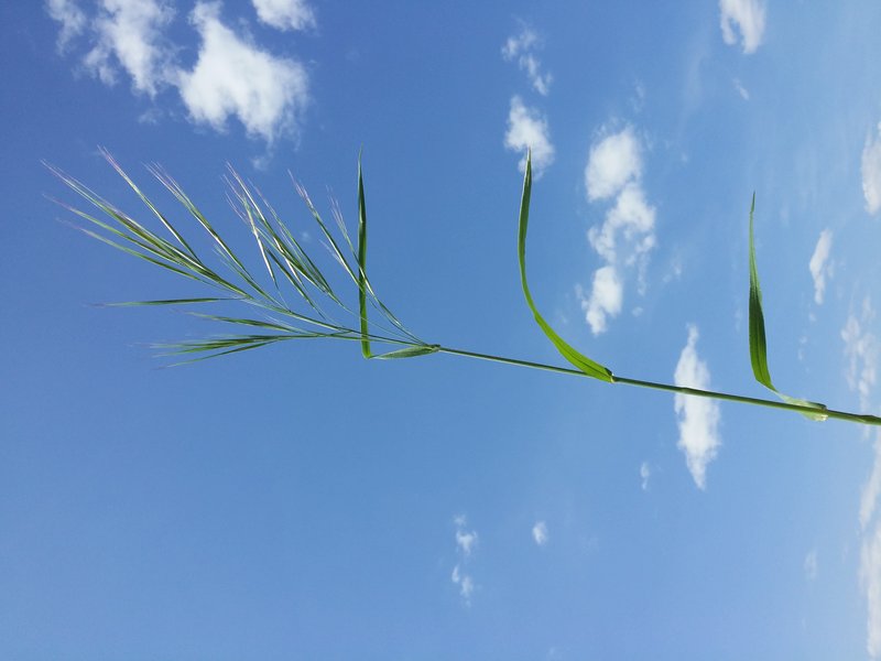 Ripgut Brome photo 7