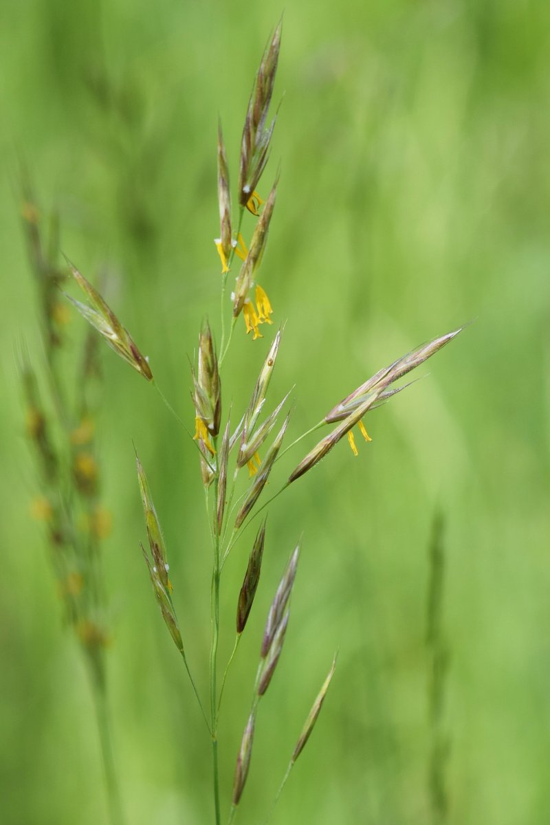 Erect Brome photo 2