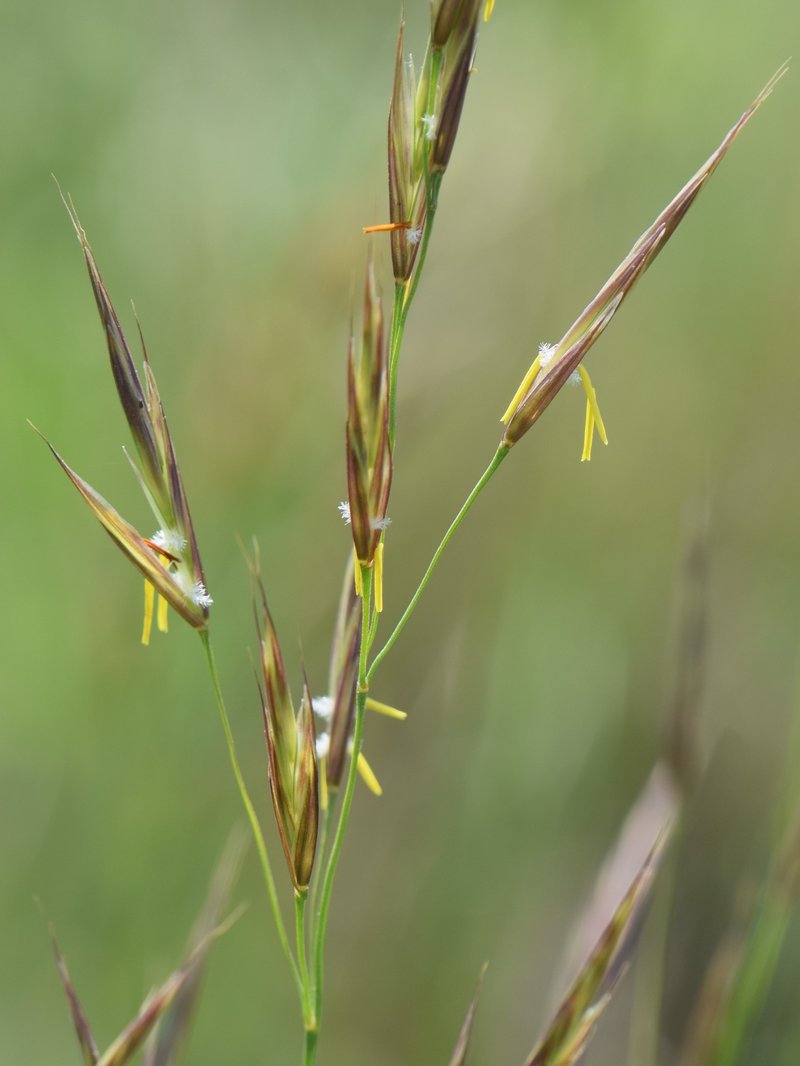 Erect Brome photo 3
