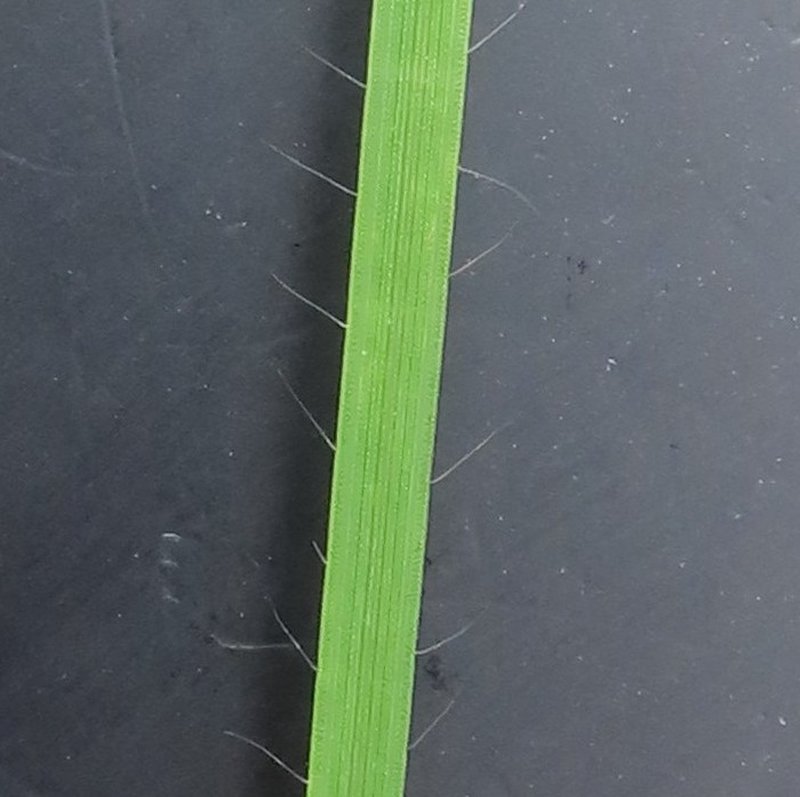 Erect Brome photo 4