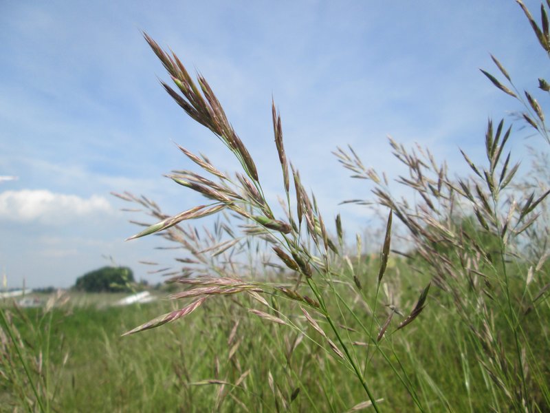 Erect Brome photo 5