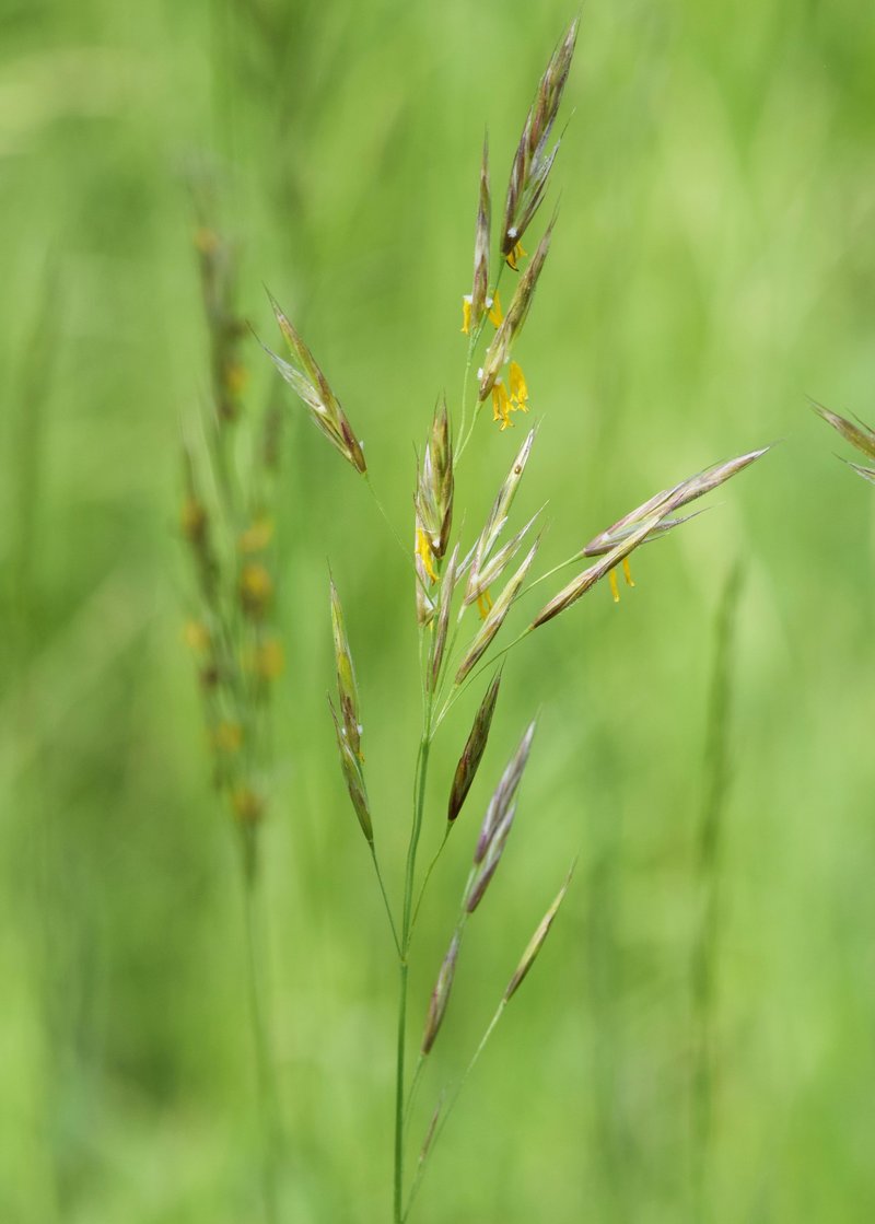 Erect Brome photo 6