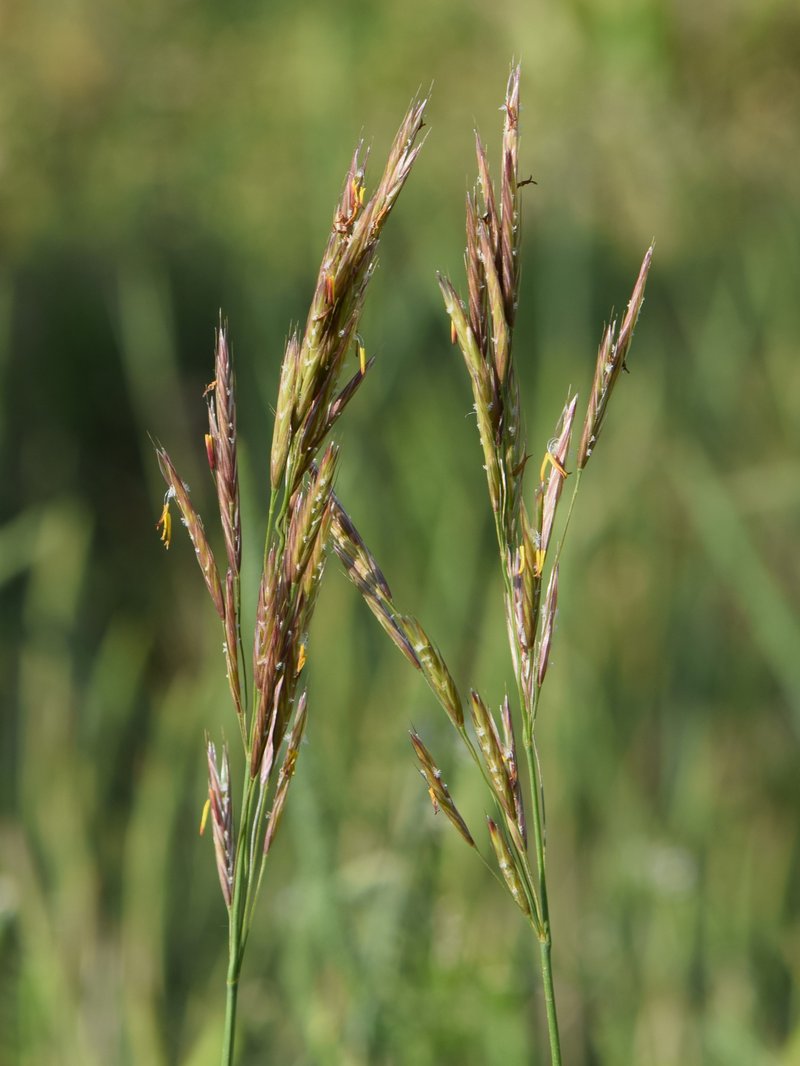 Erect Brome photo 7