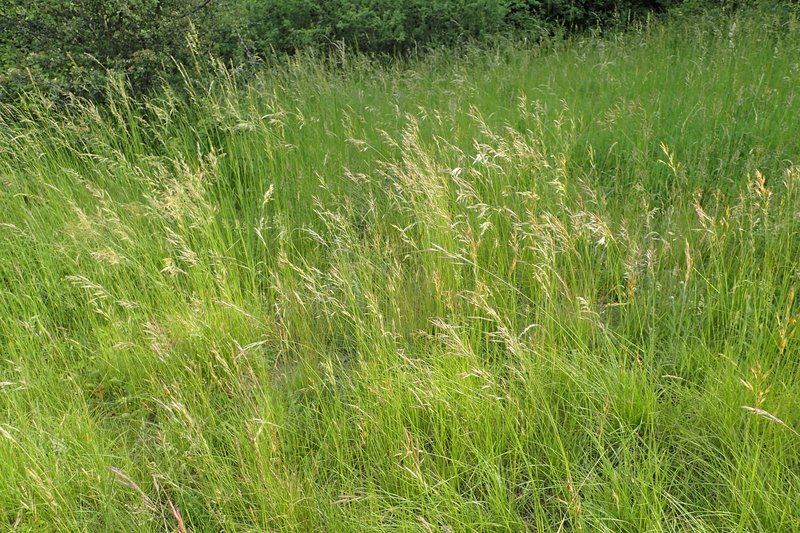 Erect Brome photo 8