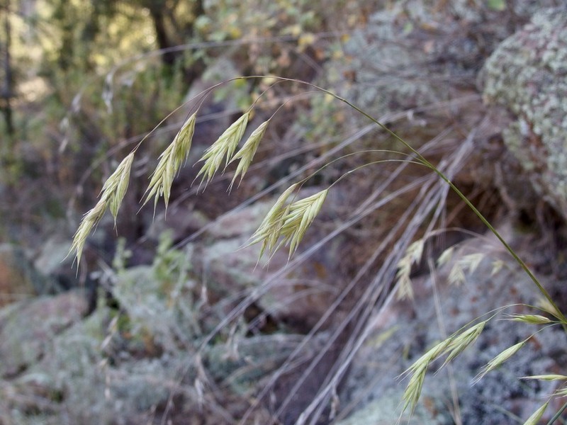 Weeping Brome