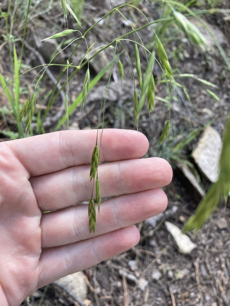 Weeping Brome photo 2