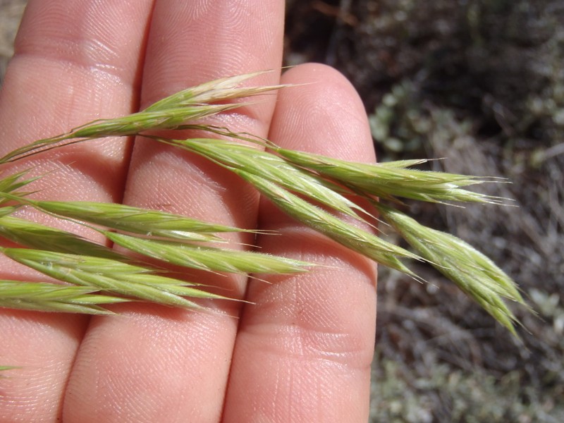 Weeping Brome photo 3