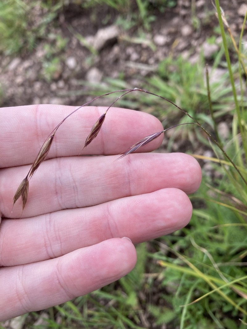 Weeping Brome photo 4