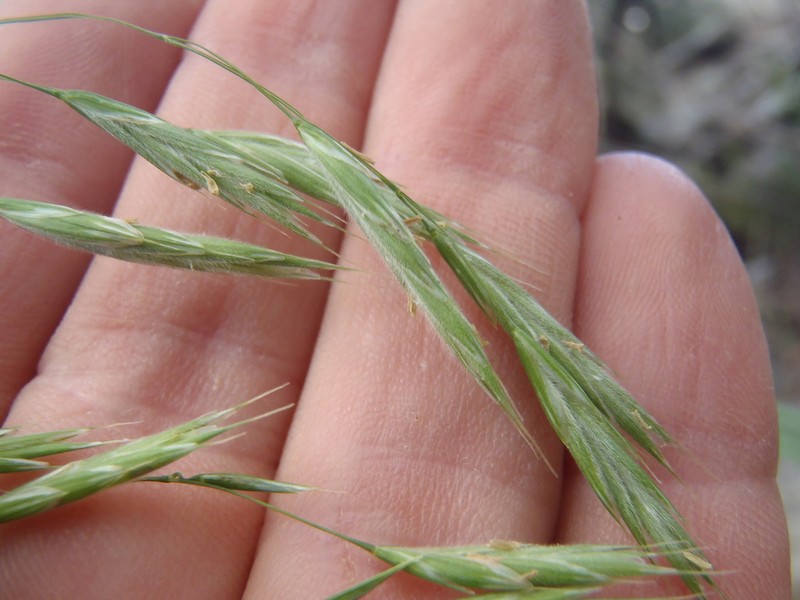 Weeping Brome photo 5