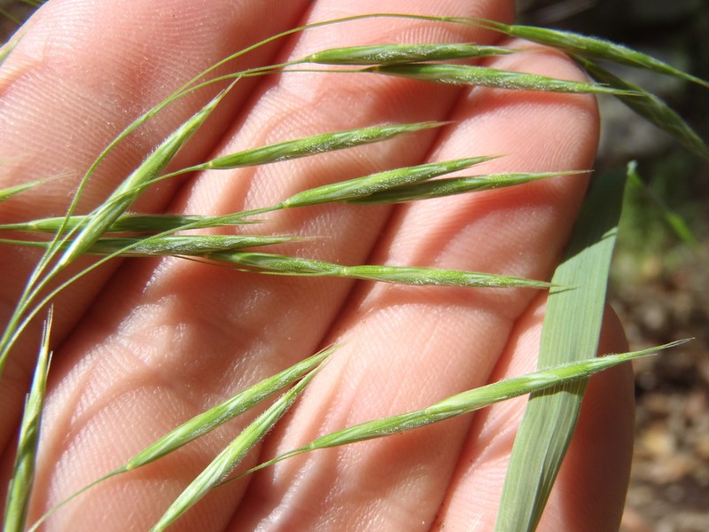 Weeping Brome photo 6