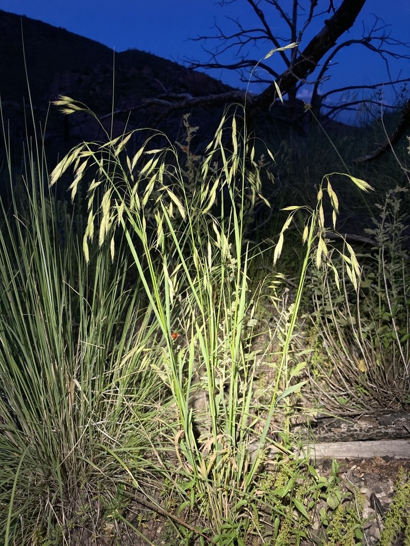 Weeping Brome photo 7