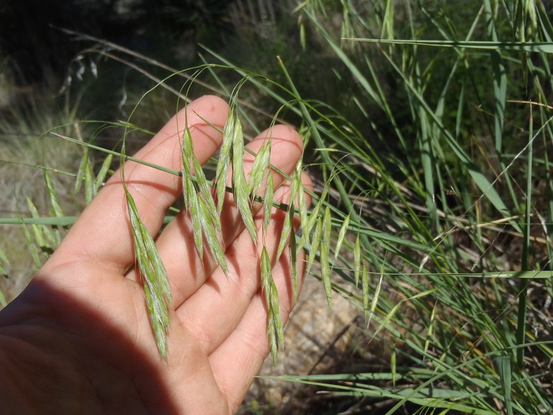 Weeping Brome photo 8