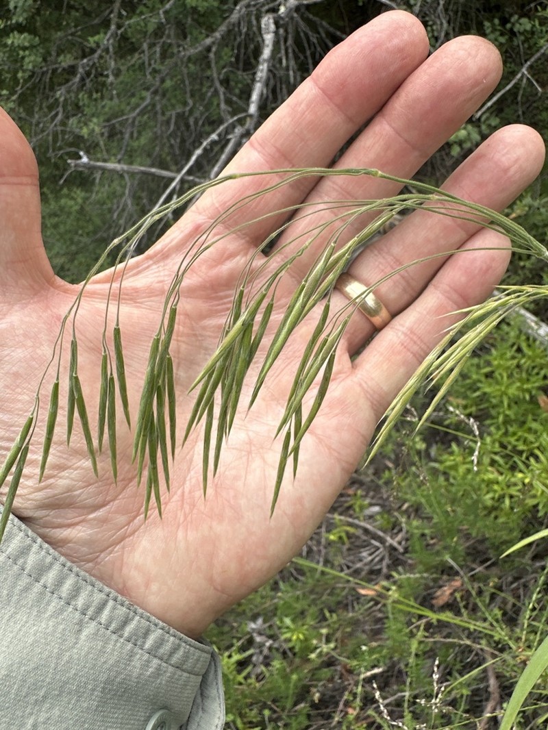 Tall Brome photo 2