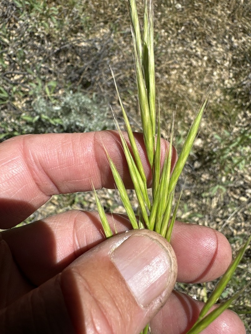 Tall Brome photo 3