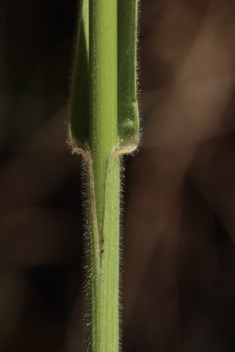 Tall Brome photo 4