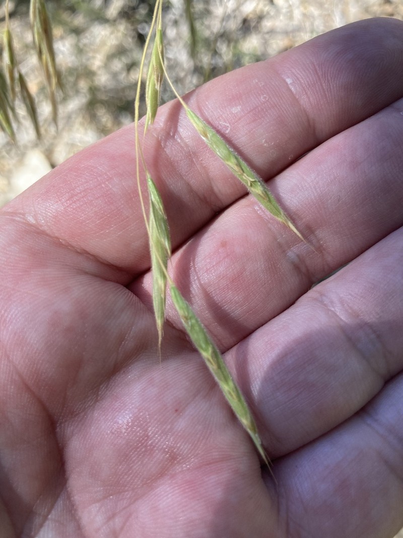 Tall Brome photo 5