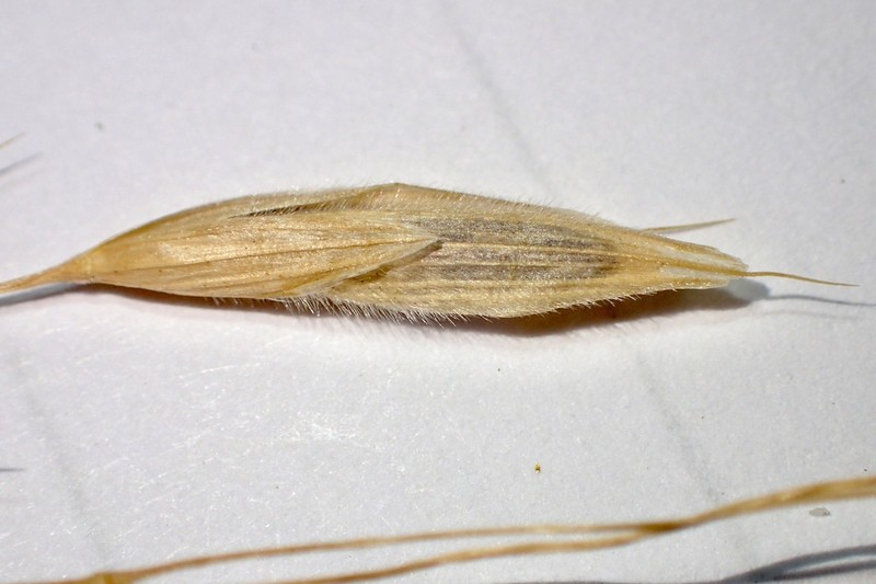 Tall Brome photo 6