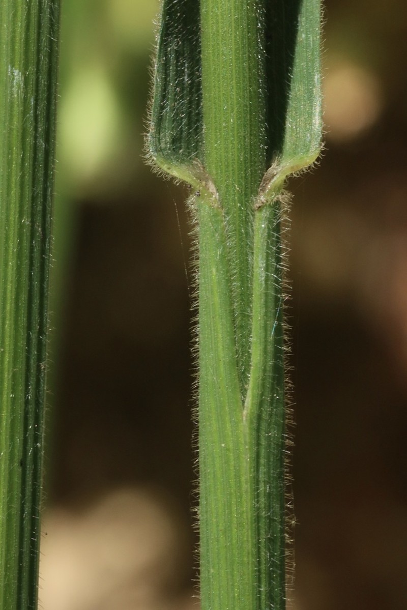 Tall Brome photo 7