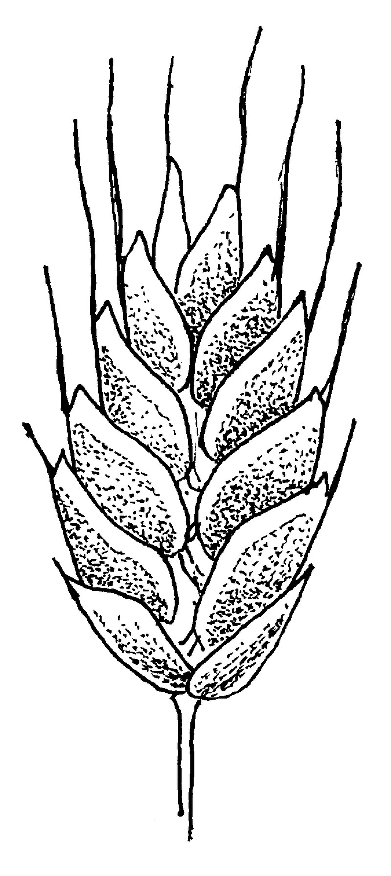 Whiskered Brome