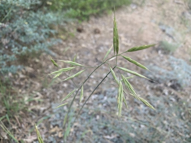 Bromus hallii