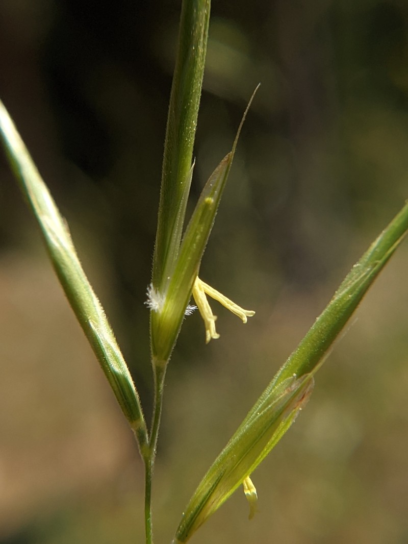 Bromus hallii photo 3