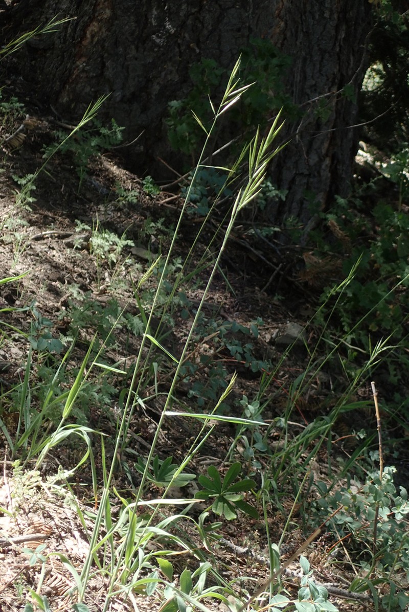 Bromus hallii photo 4