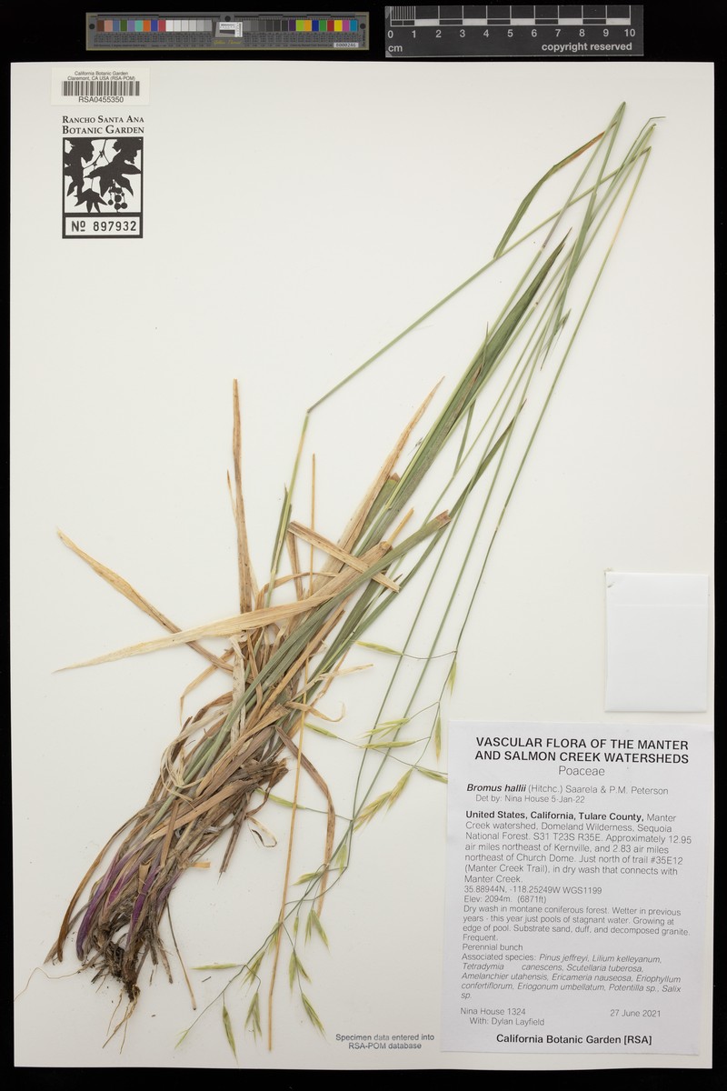 Bromus hallii photo 5