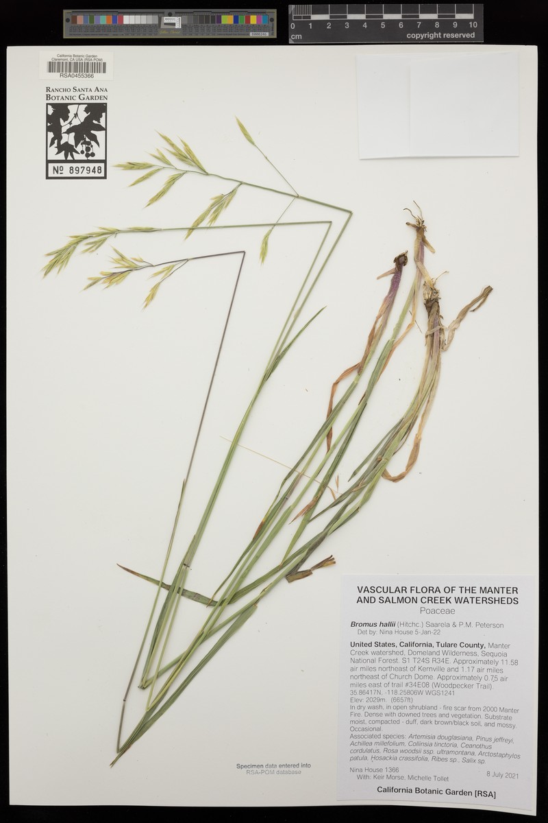 Bromus hallii photo 6