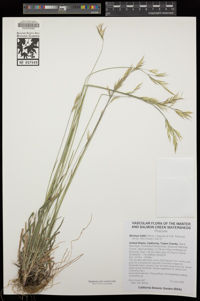 Bromus hallii photo 7